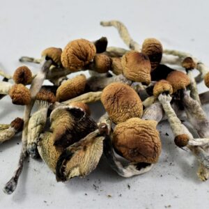 Golden Teacher mushroom for sale near me UK