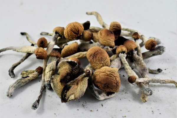 Golden Teacher mushroom for sale near me UK